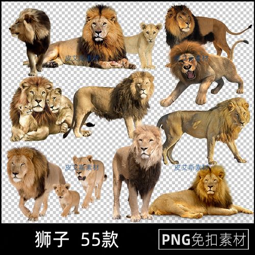 png免抠狮子草原雄狮动物猛兽母狮免扣图片ps合成用设计素材