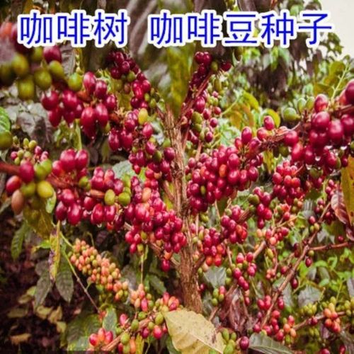 咖啡树种子