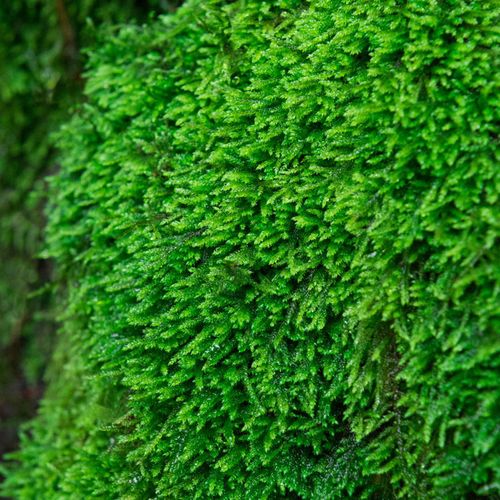 苔藓植物鲜活苔藓微景观盆景盆栽铺面青苔藓假山草水陆缸造景材料
