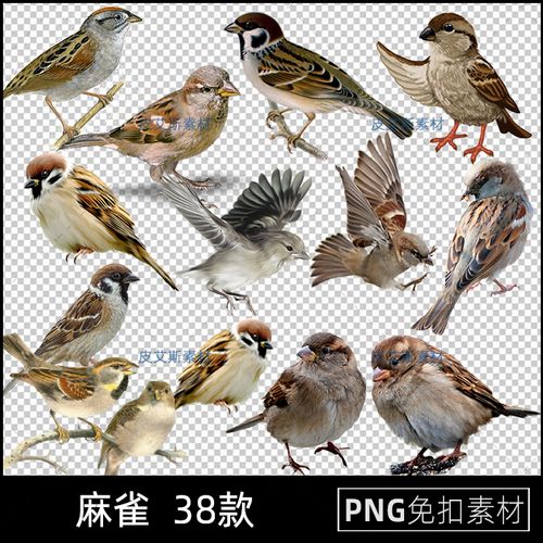png免抠麻雀鸟类飞鸟动物图片元素免扣透明底图案ps设计素材