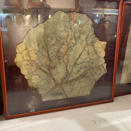 精品辽西植物化石长102厘米宽102厘米全真植物化石鱼化石观赏奇石