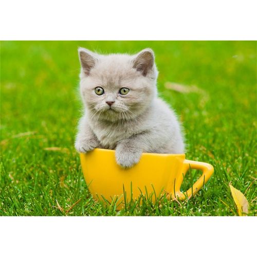 澳颜莱小猫海报猫可爱动物萌宠白猫咪图片宠物店自粘装饰贴画纸