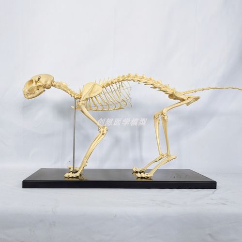 猫全身骨骼模型