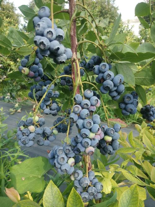 植物类别果树是否含花盆不含盆品种蓝莓树苗适用空间农田花园