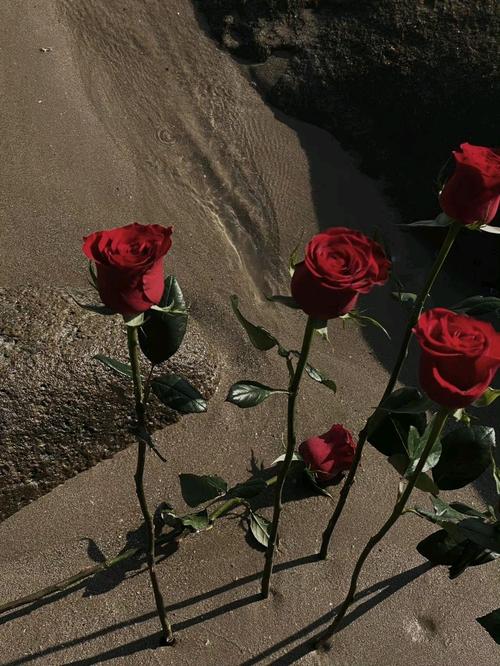 背景图丨海边的玫瑰花