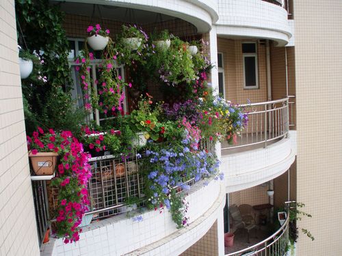 最适合阳台的盆栽花卉盛开如美女笑靥