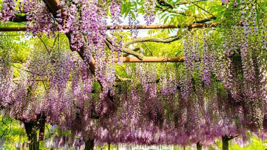 紫藤的花是属于一种落叶攀援缠绕性大型藤本植物它春季开花其花是