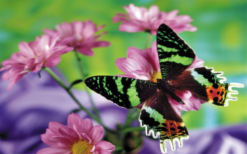绚丽多彩的美丽蝴蝶动物高清桌面壁纸图片大全