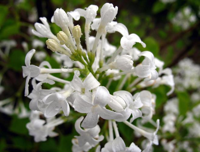 p白花花叶丁香是双子叶植物分布在中国大陆华北等地区.