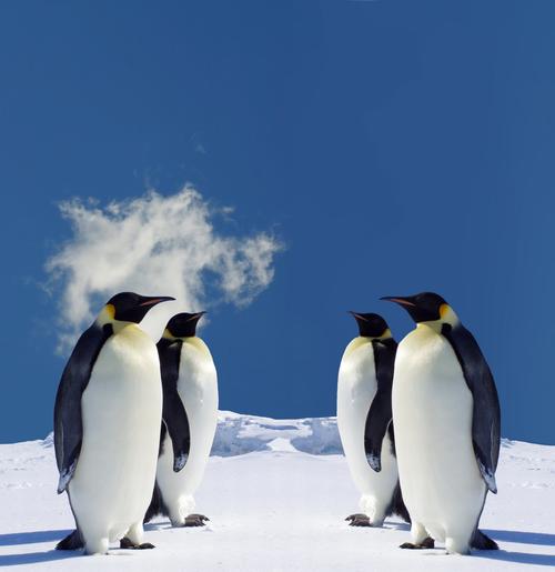 企鹅南极企鹅动物南极企鹅图片