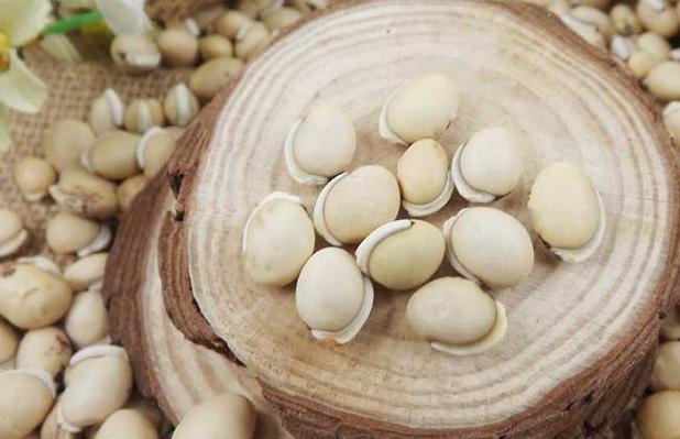 白扁豆的功效与作用有哪些及食用方法