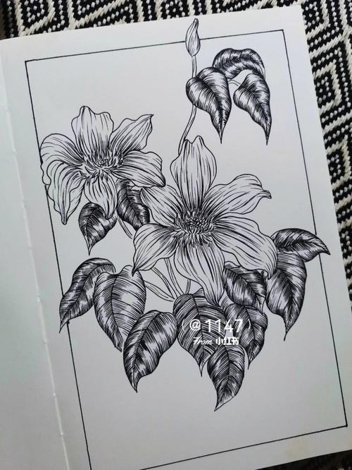 黑白线描植物花卉装饰画线稿