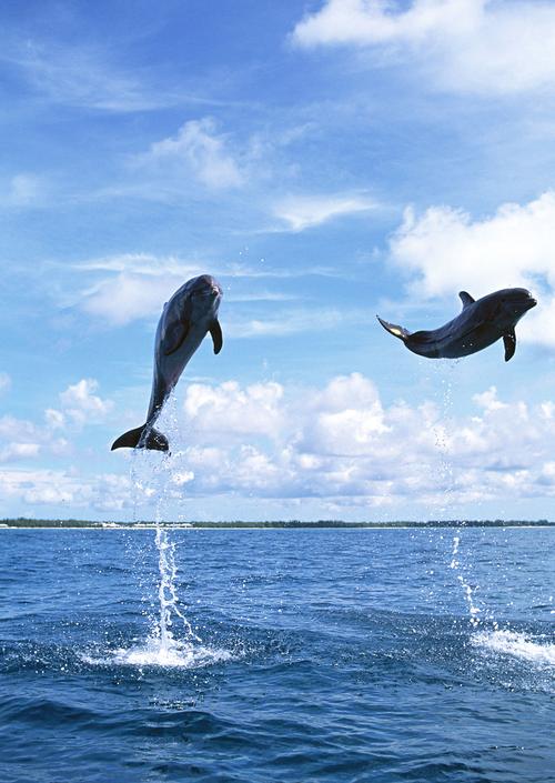海豚图片海洋动物海豚