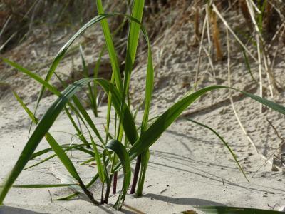 海滩沙子草herbflota自然布什