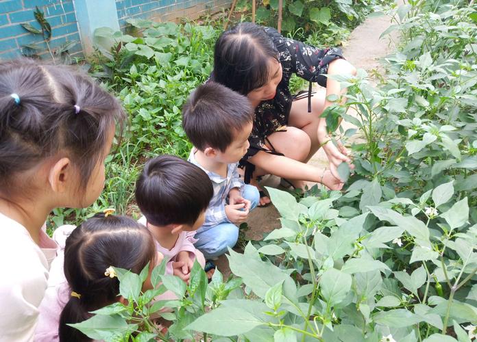 老师引导幼儿观察植物的生长过程培养孩子们热爱生活和大自然的情感