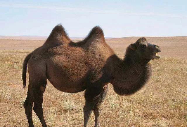 骆驼科普骆驼的驼峰有什么作用