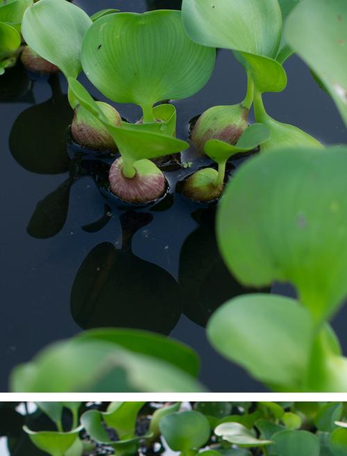 水葫芦浮萍水草花卉植物种苗鱼塘鱼池鱼缸养乌龟缸净化水质水芙蓉5合1