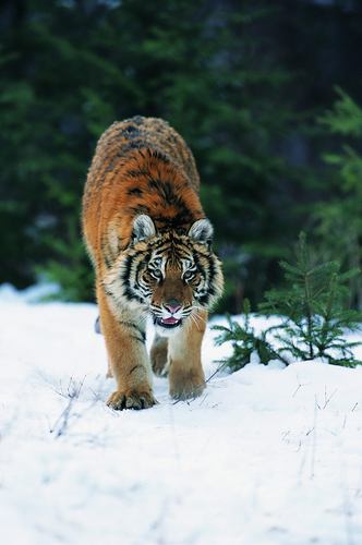 雪地里的老虎图片6