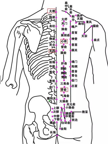 中医经络学指出人的背部属阳督脉从上到下沿脊柱纵向循行于背部