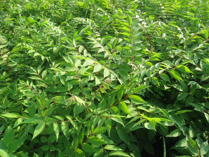 p黄柏苗为芸香科植物黄皮树或黄檗的干燥树皮的幼苗.