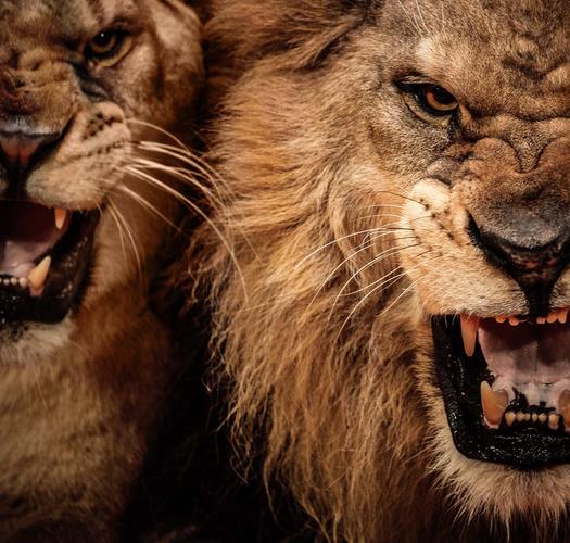 凶猛的狮子动物高清图片