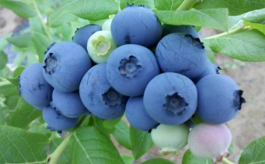 蓝莓品种地区不同种植的蓝莓品种不同