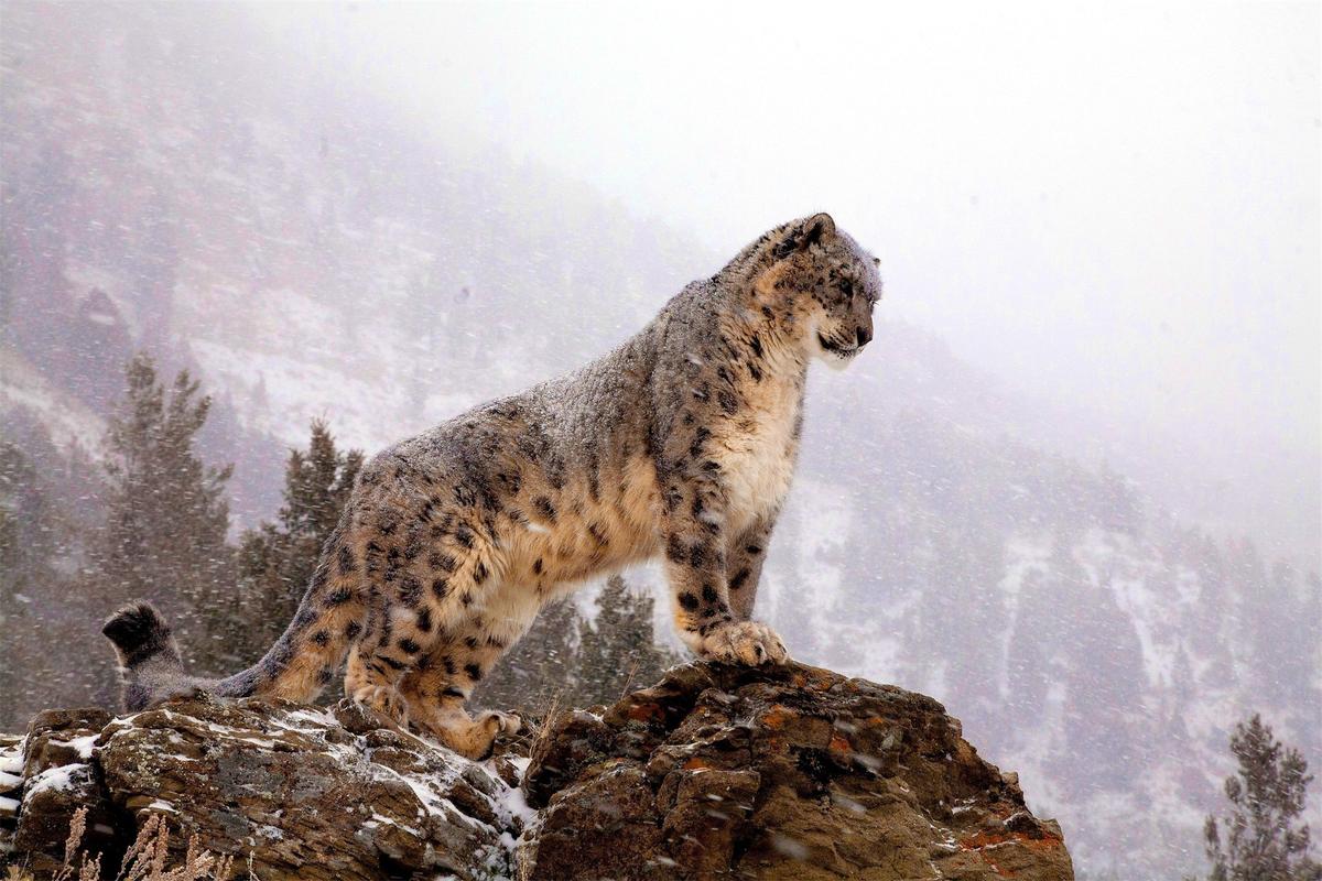 大型猫科动物雪豹因其皮毛美丽而惨遭杀戮现已成为濒危物种