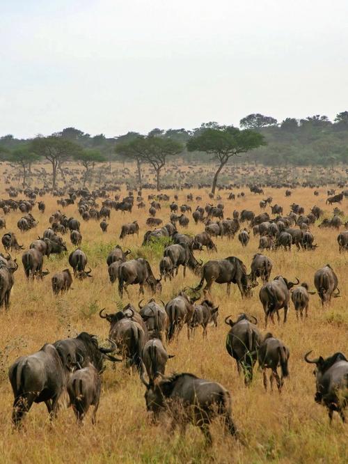 大家比较熟知的是东非的动物大迁徙其实东非的动物大迁徙主要是三种