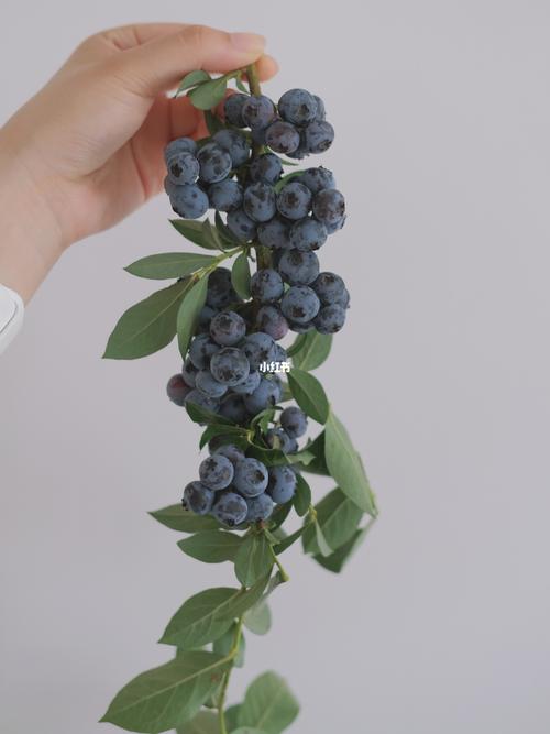 带枝条的蓝莓