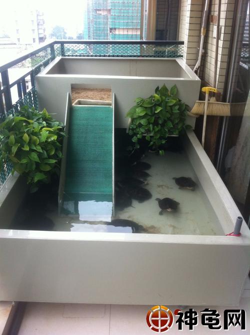 龟池建造术家庭式小型阳台龟池建造详解