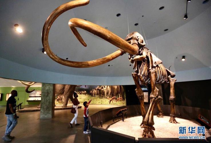 世界著名化石之猛犸象