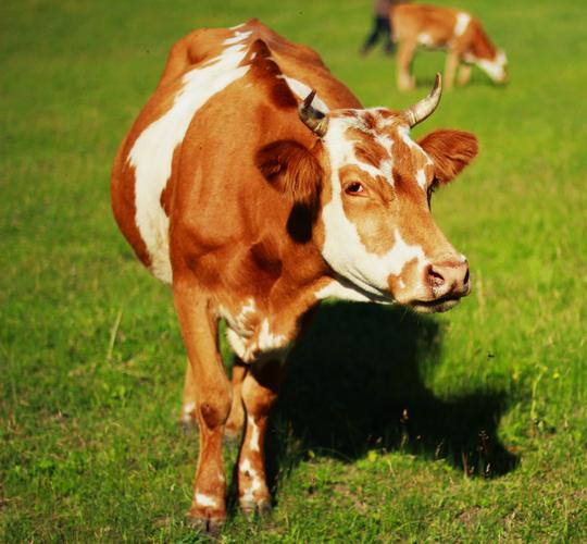 家畜牛奶牛动物草地上的奶牛图片