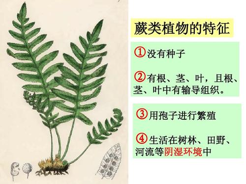 蕨类植物的特征
