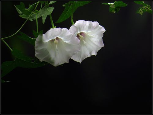 一组白色的喇叭花