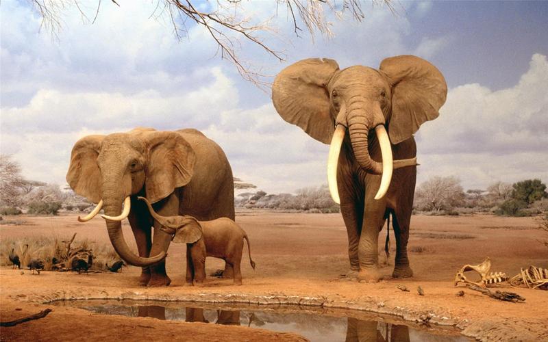 精选动物世界温馨的大象一家三口高清图片桌面壁纸下载