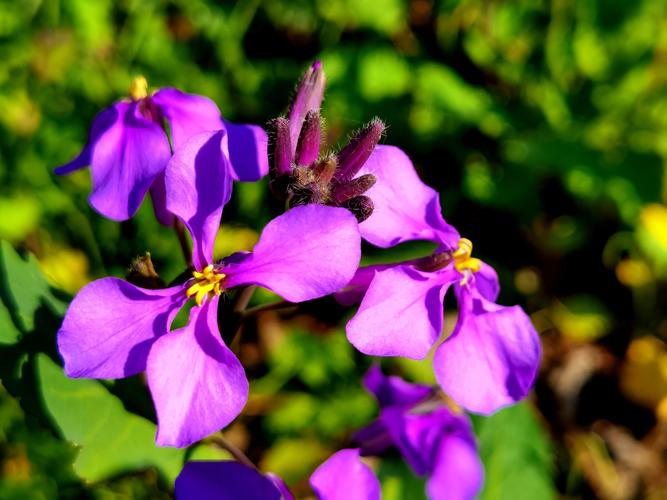 二月兰的大名叫诸葛菜因农历二月前后开始开蓝紫色花故称二月蓝.
