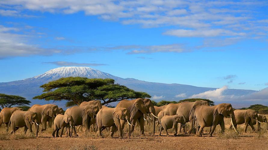 肯尼亚壮观动物大迁徙7月上演