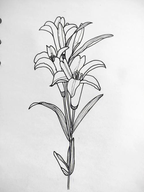 花卉线描