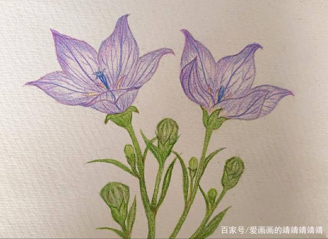 整理之前的绘画练习作品分享一组彩色铅笔植物花卉手绘练习