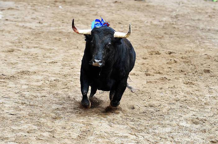 西班牙大牛在斗牛