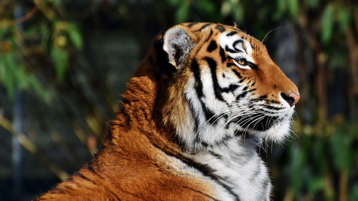 孟加拉虎丛林动物特写图片