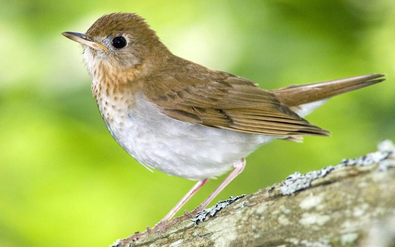 唯美可爱的小鸟动物风景图片电脑桌面壁纸下载
