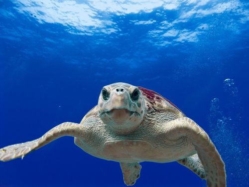 动物游泳海龟特写水下海洋