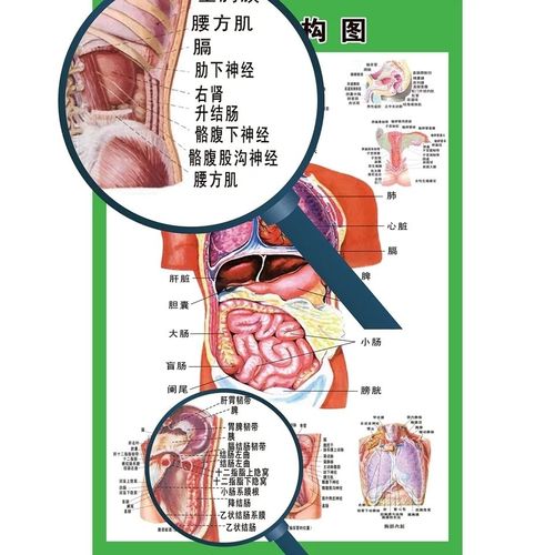 人体内脏解剖系统示意图医学宣传挂图人体器官消化系统结构图海报
