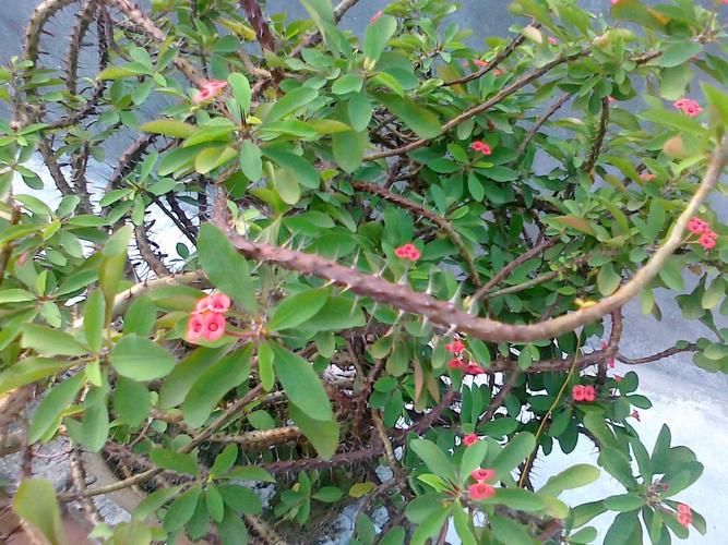 请问这叫什么植物啊开红色小花极其耐旱周身布满刺长条状