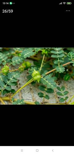 蒺藜是一种爬行植物全国各地都能生长生于沙地荒地山坡等地开小黄花