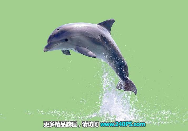 抠出水面海豚图片的photoshop通道抠图技巧