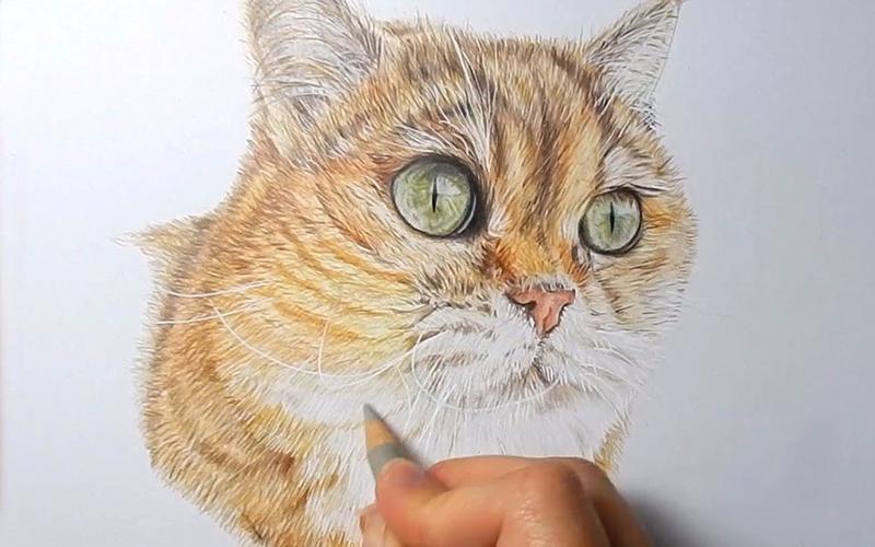 绘画技巧彩色铅笔画小猫动物画
