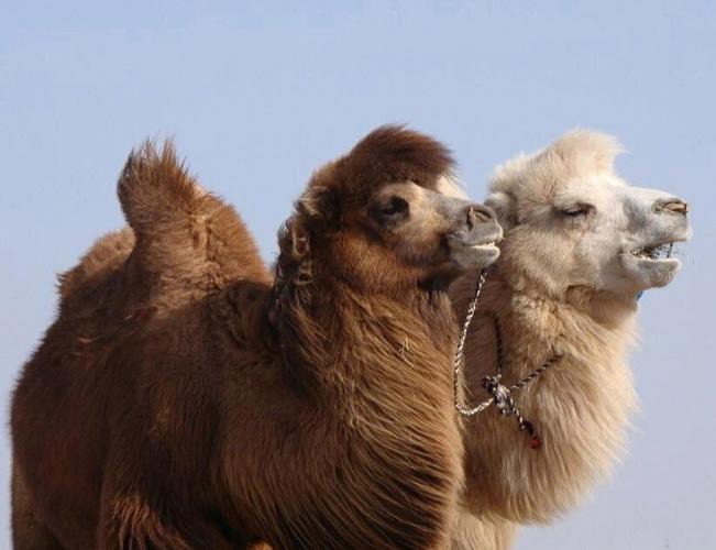 骆驼丨骆驼科骆驼属动物
