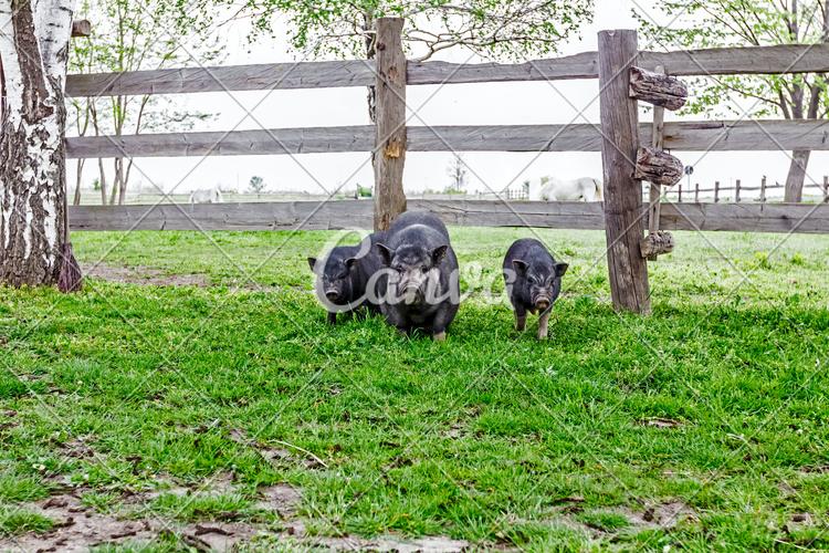 绿色动物黑色户外猪肉篱笆草地栏杆牧场可爱的